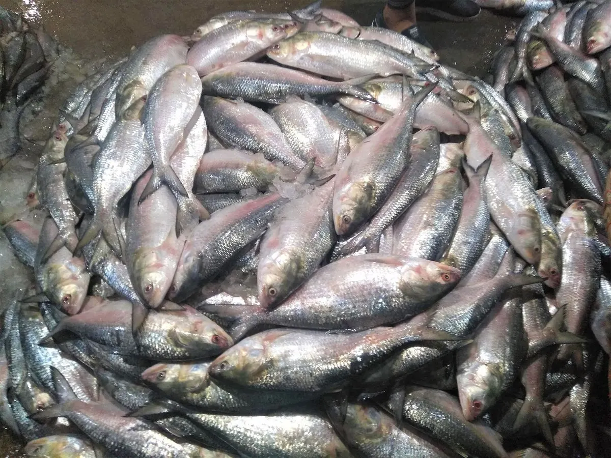 Fresh Hilsa at the Chandpur fish market